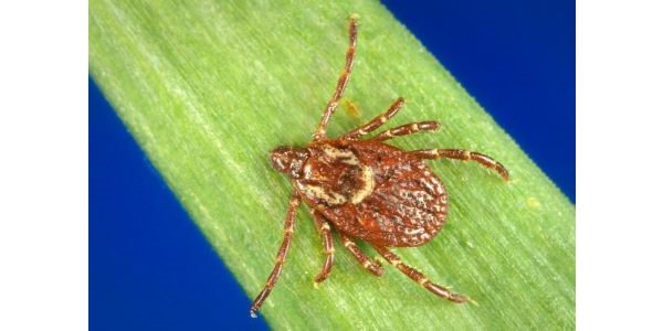 Rocky Mountain Spotted Fever (RMSF) | CDC