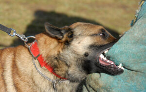  A trained dog with a red collar is biting into a padded sleeve during a training exercise